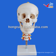 ISO Skull model with Cervical Spine, Anatomical Skull Model